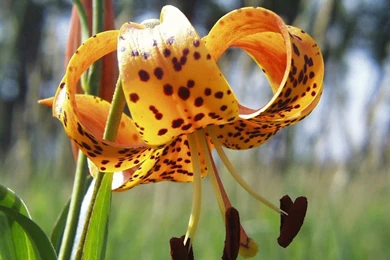 Kinds Of Wallpapers: Natural Flower Wallpapers