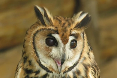 Beautiful Animals Wallpapers 1024X768 Pack3   Photo 27 Of 35 ...