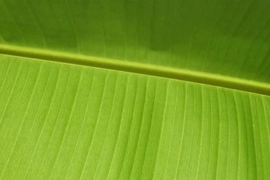 1920x1200 Green Leaf Desktop PC And Mac Wallpapers