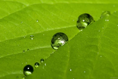 Download 1600x900 Water Drops On The Green Leaf Wallpapers