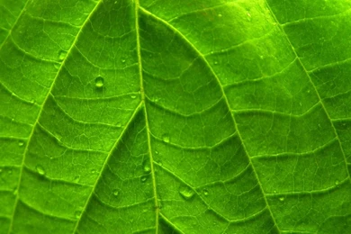 Free Screensavers And Wallpapers   KScreensavers.com