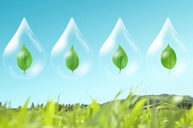 Free Wallpapers   Free Nature Wallpapers   Green Leaf 4 Wallpapers ...