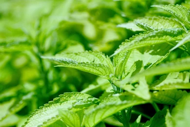 Free Screensavers And Wallpapers   7Screensavers.com