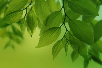 Galaxy Note Pro 12 2 Green leaves Wallpaper.jpg
