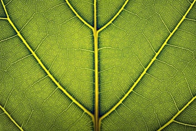 Green Leaf, Digital art, 1920x1080 HD Wallpapers And FREE Stock Photo