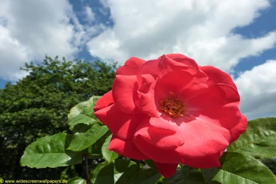 Free Download Nature Wallpapers For Desktop   Wallpapers HD Fine