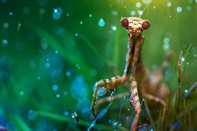 95 Praying Mantis HD Wallpapers