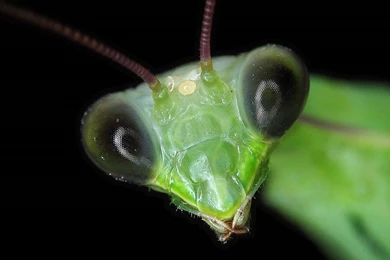 Free Praying Mantis Wallpapers Download Animals Town