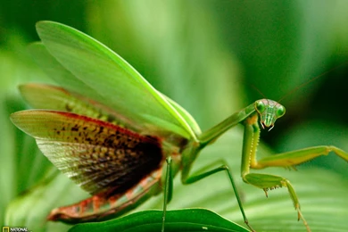 Praying Mantis Photo, Animal Wallpapers – National Geographic Photo ...