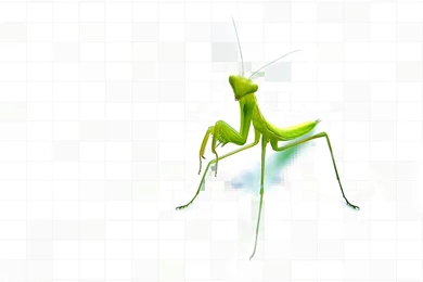 95 Praying Mantis HD Wallpapers