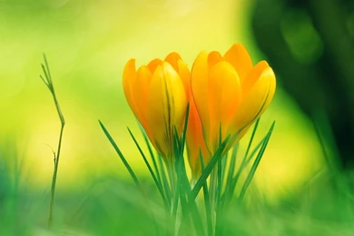 Nature Flower Wallpapers   Wallpapers Cave