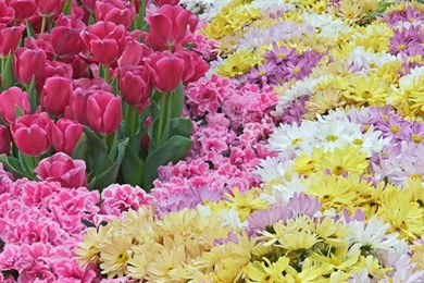 NATURE FLOWERS WALLPAPERS