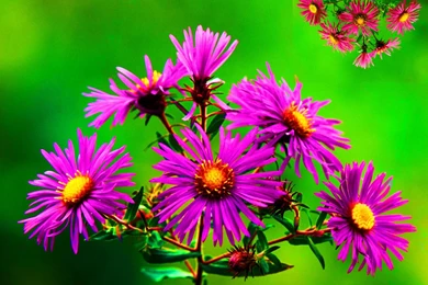 Natural Flowers Wallpapers HD Wallpapers Desktop Wallpapers ...