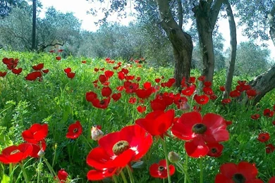 Beautiful Nature Flowers Wallpapers Hd Images 3 HD Wallpapers ...