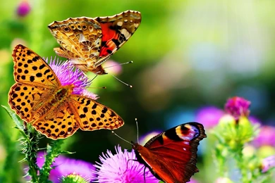 Cute Natural Butterfly Flowers Wallpapers ~ Good Morning Images ...