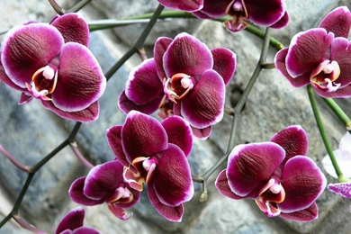 Flowers Archives   Nature Wallpapers HD