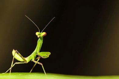 Praying Mantis Wallpapers 11169 1920x1200   UMad.com
