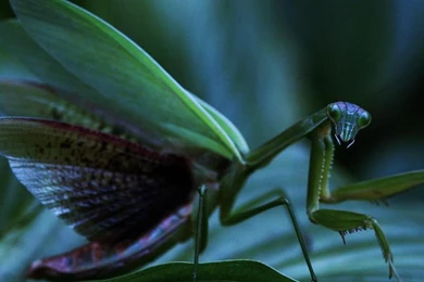 PIERRE THE PRAYING MANTIS WALLPAPER   (