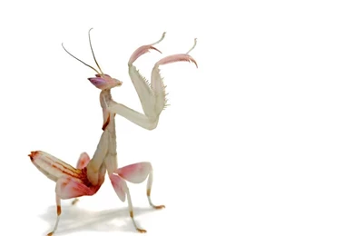 A Praying Mantis Praying Mantises Wallpapers (6626308) Fanpop