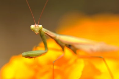 Praying Mantis Desktop Wallpapers 11168 1920x1080   UMad.com