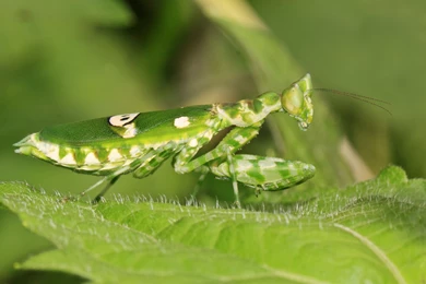 Praying Mantis Computer Wallpapers, Desktop Backgrounds ...