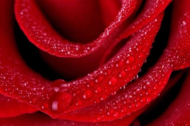 Love Flowers Wallpapers   Crazy Frankenstein