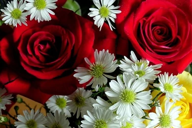 NATURE FLOWERS WALLPAPERS