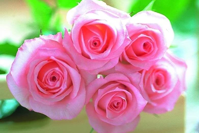 HD Flower Wallpapers Free: Natural Flowers Wallpapers