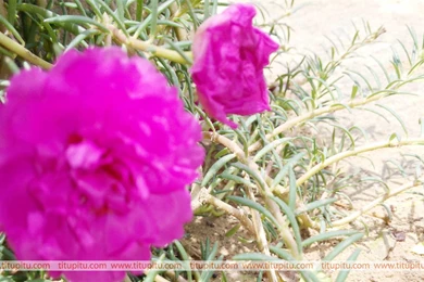 Flowers Images Download Free Hd Wallpapers Of Nature