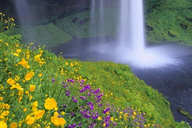 Natural Flowers Wallpapers