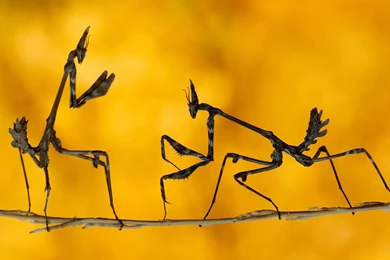 Aint Computer Wallpapers, Desktop Backgrounds