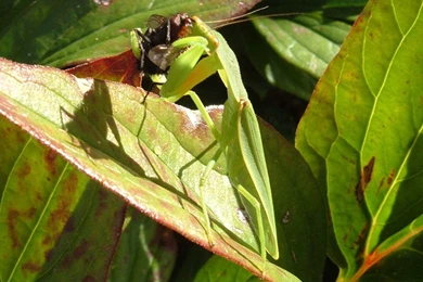Praying Mantis Wallpapers   Animals Town