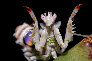 Devil Praying Mantis Wallpaper.