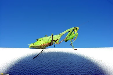 Praying Mantis Photo, Animals Wallpapers – National Geographic ...