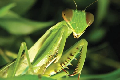 Praying Mantis (id: 191341) – BUZZERG