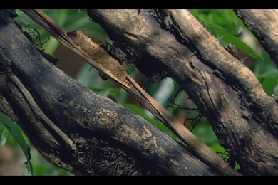 Praying Mantis Wallpapers Collection   Praying Mantises Wallpapers ...