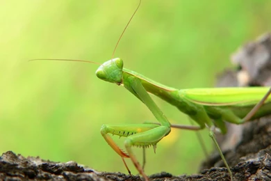 Giant Praying Mantis   Wallpaper.