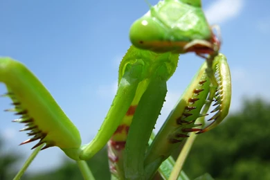 File:A Praying Mantis.JPG   Wikimedia Commons