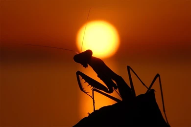 Download Praying Mantis Wallpapers 1920x1200