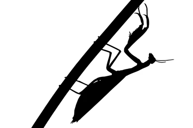 Iphone 5 (id: 87434) – BUZZERG