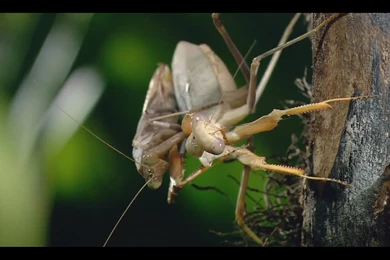 Praying Mantis Wallpapers Collection   Praying Mantises Wallpapers ...