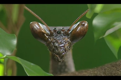 Mantids In Rainforest   Praying Mantises Wallpapers (31645650)   Fanpop