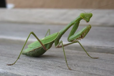 Wallpapers Sea: Praying Mantis