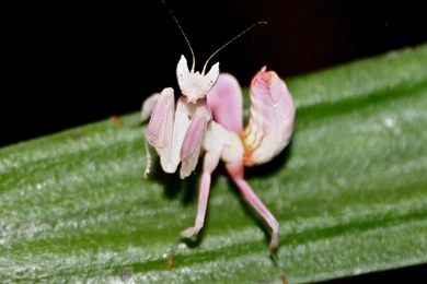 Praying Mantis Wallpapers