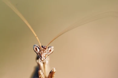 Praying Mantis Computer Wallpapers, Desktop Backgrounds ...
