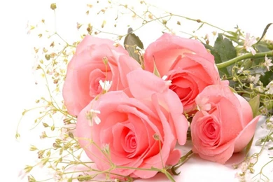 Pink Rose Flower Desktop Image