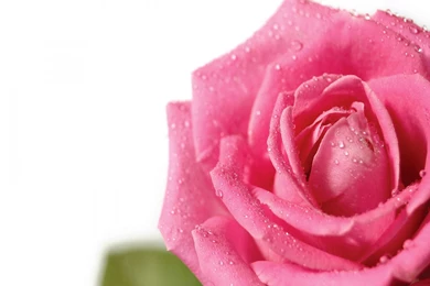 Fresh_pink_rose_wallpaper_flowers_nature_wallpaper_1600_1200_1490.jpg