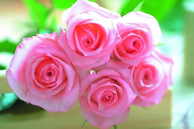 Pink Rose Flowers.jpg