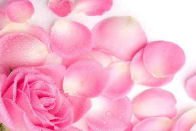 1600x1200 Wallpapers Page 30: LAST SUNRISE AUTUMN Tree Lake ...