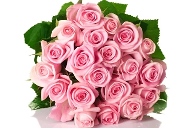 Pink Rose 26523   Flowers Photo   Flowers